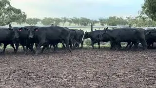 Mopoke cattle Co 62 cows