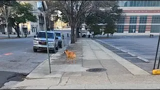 walking around downtown Birmingham Alabam with my dog