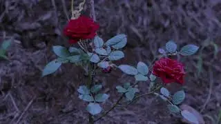 kota the friend - her slowed