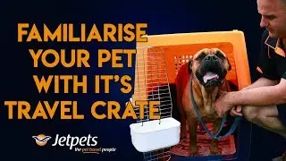 How to Familiarise my Pet with the Travel Crate | Jetpets AU