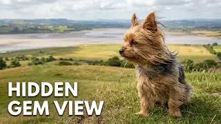Yorkie Lucy Discovers Hadley Park&rsquo;s Hidden Viewpoints | Stunning Thames Estuary Scenery 🌊🐾