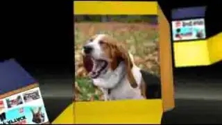 Dog and Cat Plaque Remover
