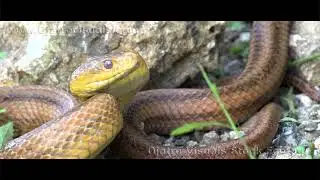 #viral #snake 