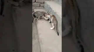 #cat#cats#gato#gata#gatos#catguy#catart#chefcat#catcare#catnoir#catstory#cutecats#viralvideo #trend