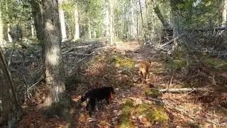 post harvest Oliver's trail