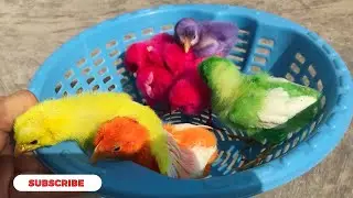 Catch millions of cute chickens, colorful chickens, rainbow chickens