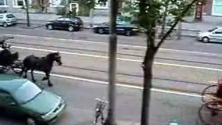 Horses in Amsterdam