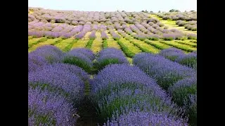 CAMPOS DE LAVANDA - LA CUMBRE - CÓRDOBA - ARGENTINA