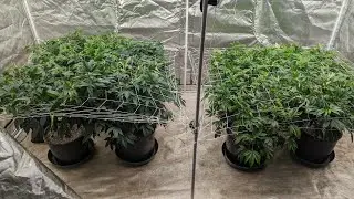 Day 1 Flower Tent Grow Mars Hydro FCE 4800