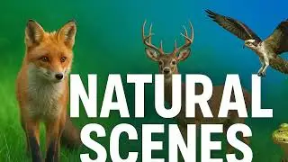 Nature Comes Alive Through AI! 🦅 Wildlife & Environmental Complexity