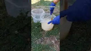 &iquest;C&oacute;mo hacer jabones naturales con aceite usado?
