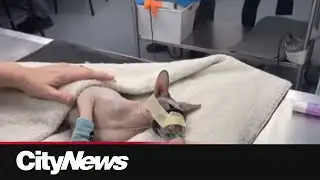 A pet care crisis in Toronto