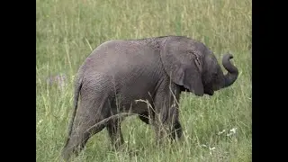 Baby elephant can't control trunk - Windswept Safaris