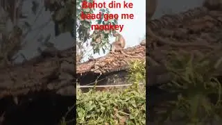 BAHOT DINO KE BAAD GAO ME MONKEY 🐒