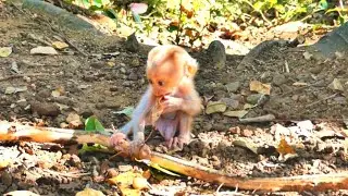 Lonely Little Baby Monkey&rsquo;s Cute Playtime in the Jungle