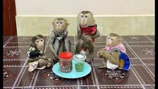 4 Siblings Sit Very Obediently Waiting Mom To Come & Feed Them Snack Treat Very Tasty,