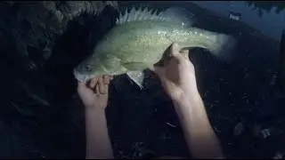 Fishing For Trout Cod And Yellow Belly\Golden Perch or Callop
