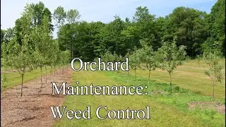 Orchard Maintenance: Weed Control