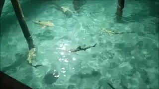 Shark Commotion | Conrad Maldives Overwater Mandhoo Restaurant, June 2025 #ConradMaldives #Sharks