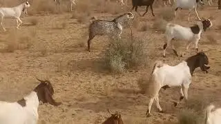 Thari Goat Farm at Village New Senhari Dars District Tharparkar