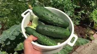 AH moestuintjes oogsten: komkommers, courgettes en knoflook