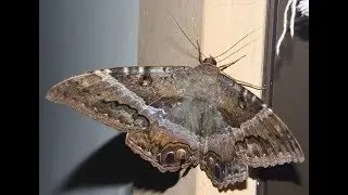 Ascalapha odorata