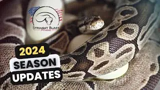 We've Got Eggs! First Season Update For 2024. Clutches, Pairings and More.