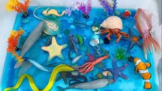 Ocean World Toys At Home Ocean! Bulding A OCEAN WITH SEA ANIMALS