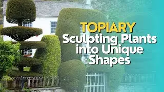 Topiary: Sculpting Plants into Unique Shapes