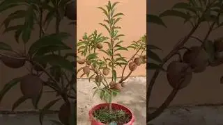 New technique for growing Sapodilla plant #sapodilla #sapodilla_grafting #farming #viral #shorts