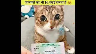 Here the id card of pets is also made.  id card for pets in hong kong | #shorts #_A2_the_knowledge