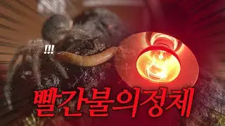브라질리안 블랙 타란튤라 관찰일지 - tarantula Brazilian black ( Grammostola pulchra )