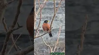 Beautiful bird Canadian Robin #beautifulbirds #Canadianrobin #canadawildlife #beautifulanimals #03