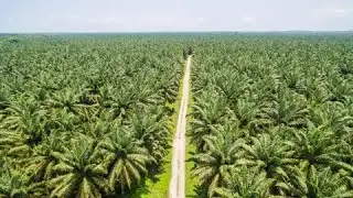 Palm Oil Sustainability & RSPO Certification: Navigating EUDR Compliance