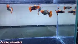 Red Koi Tuxedo Guppy - Show Quality - Poecillia reticulata from Gary's Fish Rooms