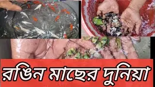 Aquarium Fish Price Update | Aquarium Color Fish Price | Serampore Aquarium Fish Market