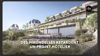 Des hirondelles retardent un projet h&ocirc;telier