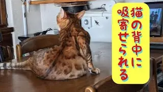 猫の背中に吸寄せられる猫中毒
