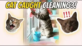 Best Cat Fails of the week. Compilation Edition #cat #funny