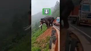 Elephant Slips & Falls From Hill 😱 | Dramatic Wildlife Moment #shorts