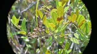 Chamaedaphne calyculata (Leather-leaf)