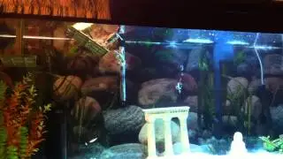 Check the BEST turtles tank in HD!