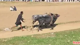 bull race mela 5 peer Chakswari 2017 part 2