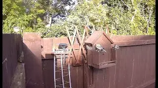 DAVE KAIGG BLUE TITS NESTING IN BIRD BOX