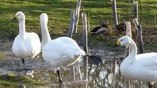 Bewick's swans for observational ID practical