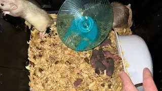 DIY inexpensive rat breeding setup - easy to do and maintain! Part 1
