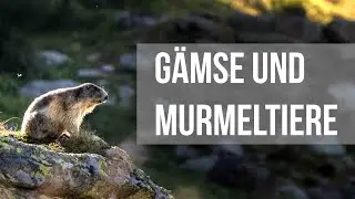 Murmeltiere und Gämse auf der Koralpe!