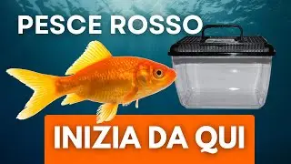 Quello che devi sapere se hai appena preso un pesce rosso ⚠️