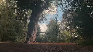 Shy Autumn Relaxing music in Mote Park, England 🍁
