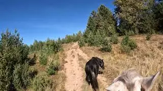 Colt getting in the way. Arabian stallion, natural horsemanship